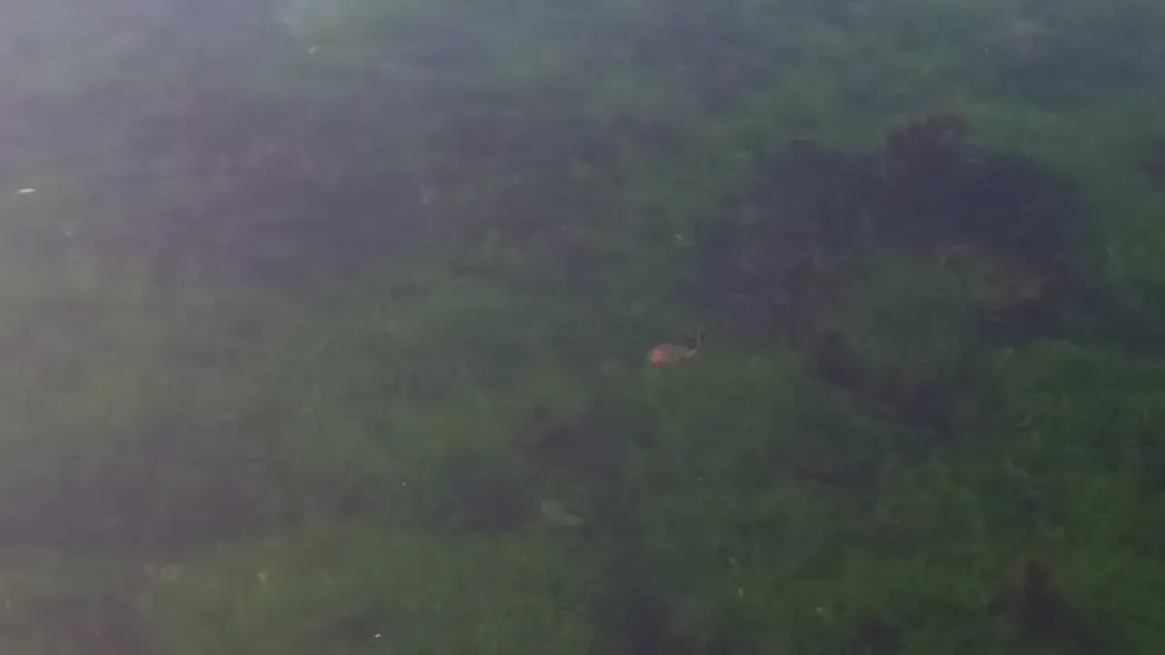 Pusula Deniz Anası (Chrysaora hysoscella) İstilası ve Alınması Gereken Önlemler! Tekirdağ Süleymanpaşa Sahilinde Tehlike Çanları