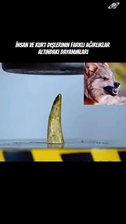 1000038300