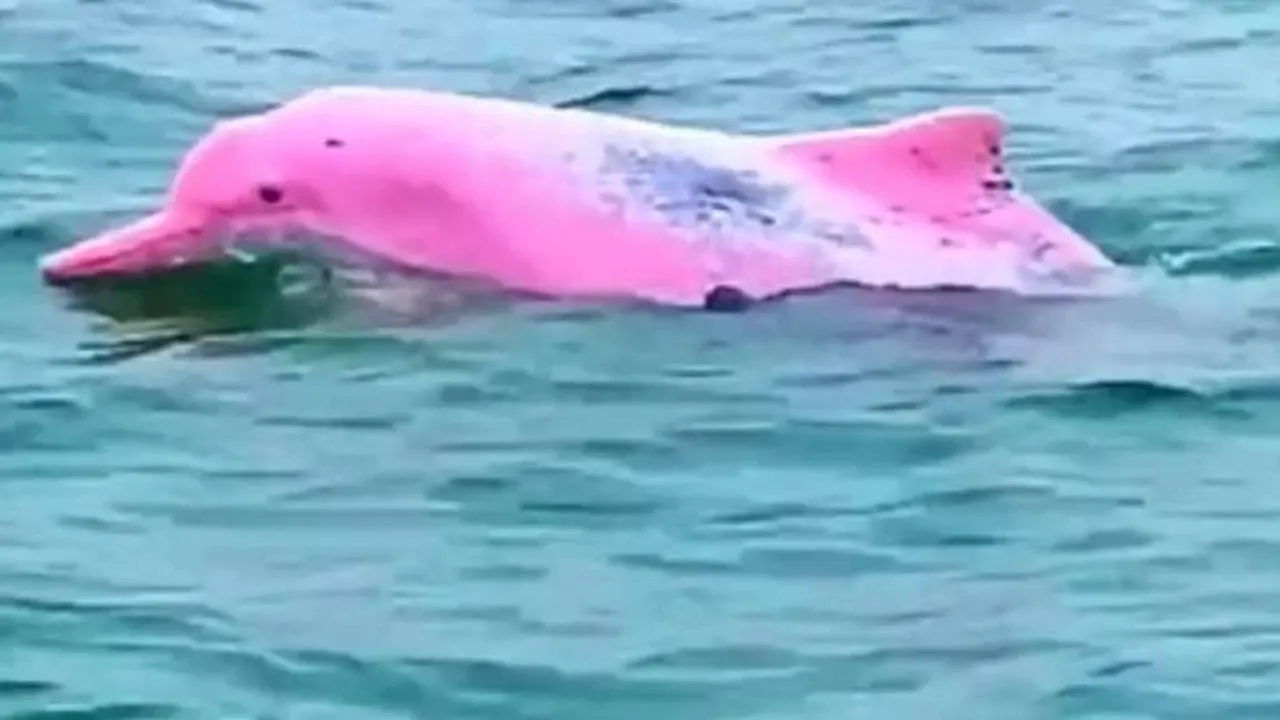 İstanbul Boğazı, Galata Köprüsü, pembe yunus, Amazon nehir yunusu, deniz biyolojisi, viral video, yapay zeka illüzyonu, Afalina