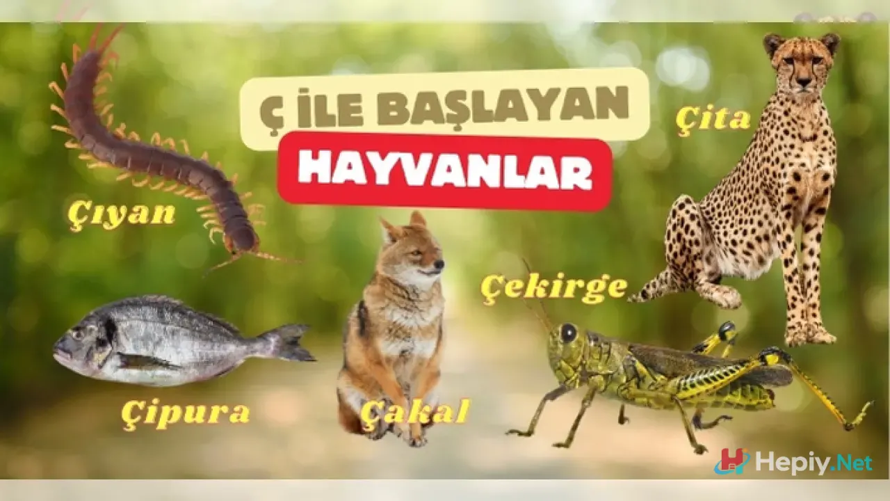 Ç Harfi İle Başlayan Hayvan İsimleri, Biyolojik Çeşitlilik ve Ç İle Başlayan Hayvan Türleri
