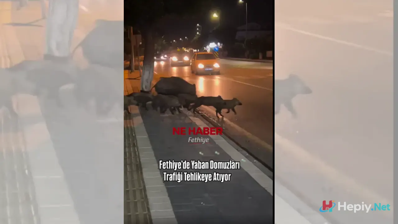 Fethiye’de Yaban Domuzu Yavrularına Araç Çarptı, Taşyaka Mahallesi Patlangıç Yolu'nda