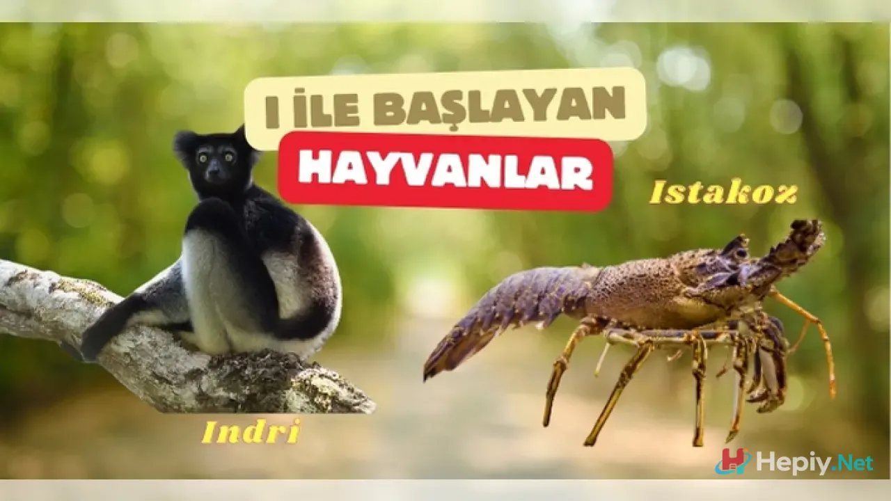 I Harfi İle Başlayan Hayvan İsimleri, Biyolojik Çeşitlilik, I İle Başlayan Hayvan Türleri ve Ekolojik Analiz