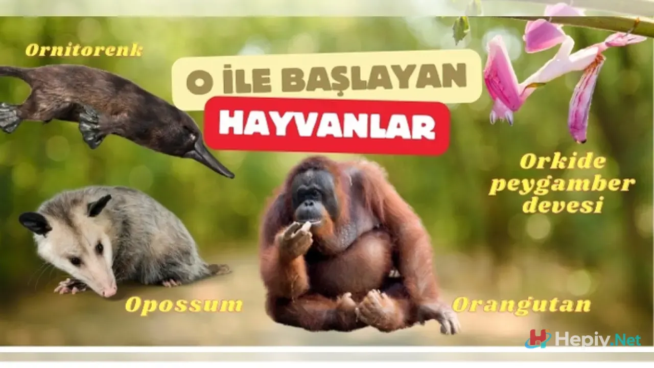 O Harfi İle Başlayan Hayvan İsimleri, O İle Başlayan Hayvan Türleri, Küresel Biyolojik Çeşitlilik ve Zoolojik Taksonomi
