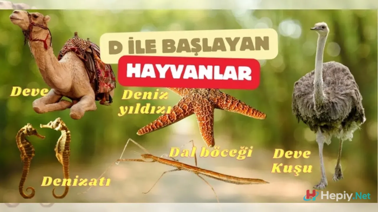 D Harfi İle Başlayan Hayvan İsimleri ve D İle Başlayan Memeli Hayvanlar Listesi