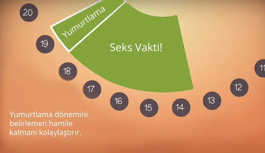 yumurtlama donemi nasil anlasilir
