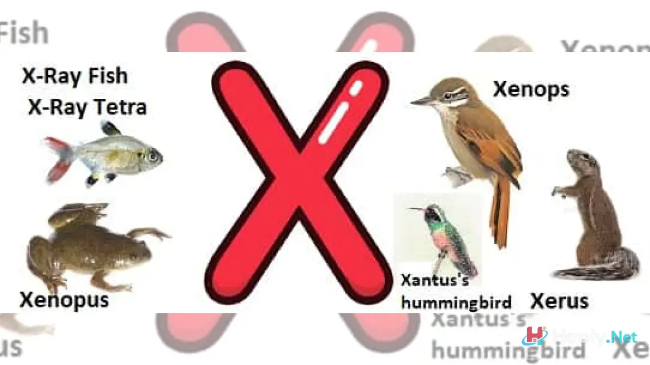 X Harfi İle Başlayan Hayvan İsimleri, X İle Başlayan Hayvan Türleri, Küresel Biyolojik Çeşitlilik ve Bilimsel Taksonomi