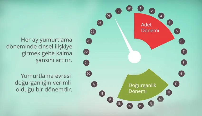 yumurtlama donemi